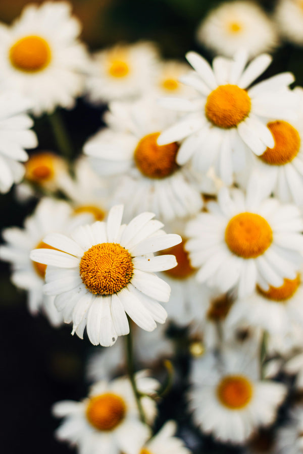 Organic Chamomile Tea