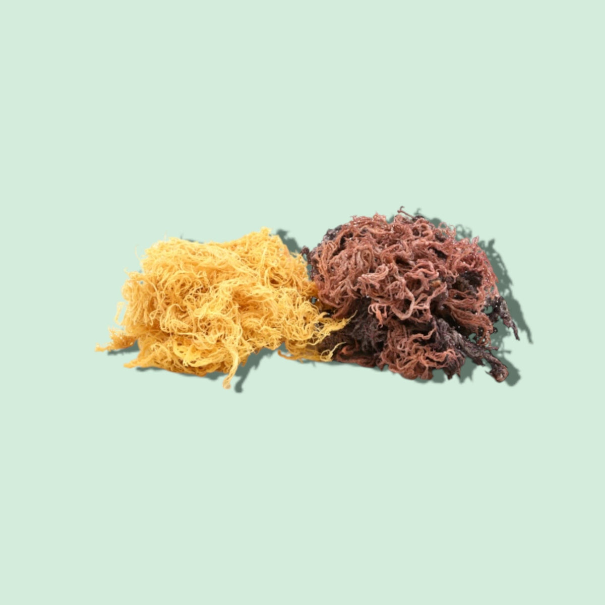 How Sea Moss Can Boost Your Health: Benefits You Can’t Ignore – Divine ...